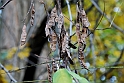Parco Europa Autunno_065